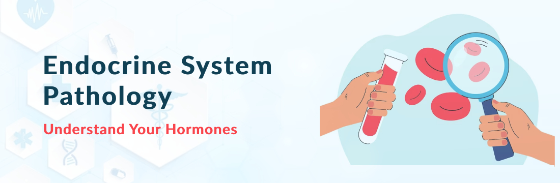 Endocrine System Pathology: Understand Your Hormones